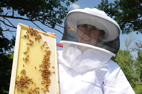 honey bee decline research